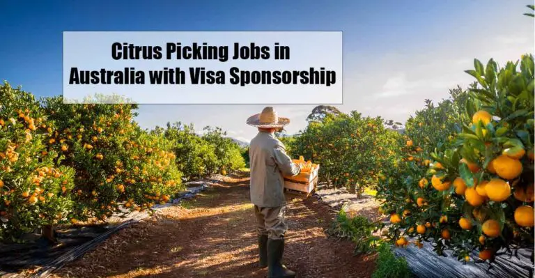 Citrus Picking Jobs in Australia with Visa Sponsorship