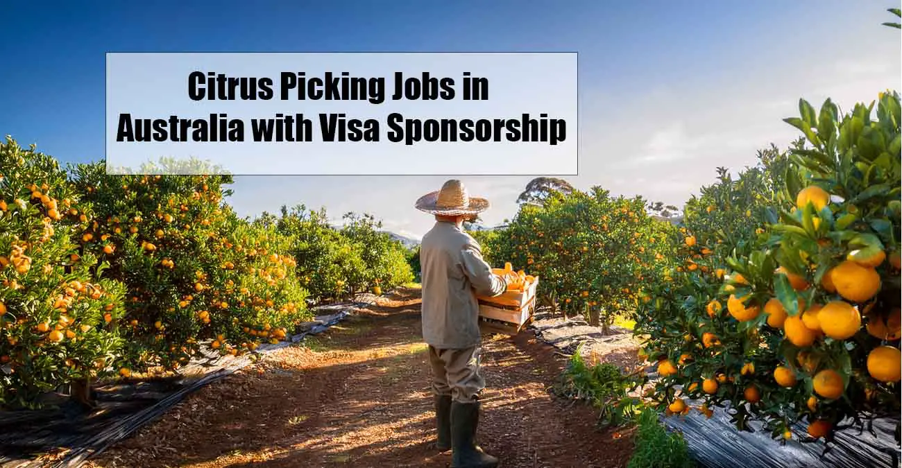 Citrus Picking Jobs in Australia with Visa Sponsorship