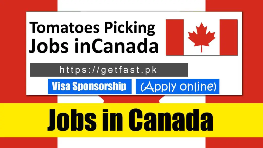 Tomatoes Picking Jobs in Canada for foreigners 2023 (Apply online)