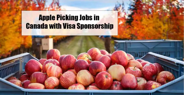 Apple Picking Jobs in Canada with Visa Sponsorship