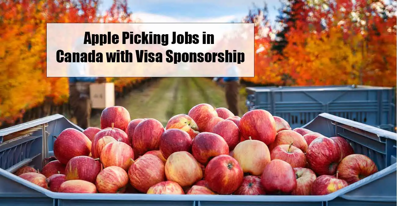 Apple Picking Jobs in Canada with Visa Sponsorship