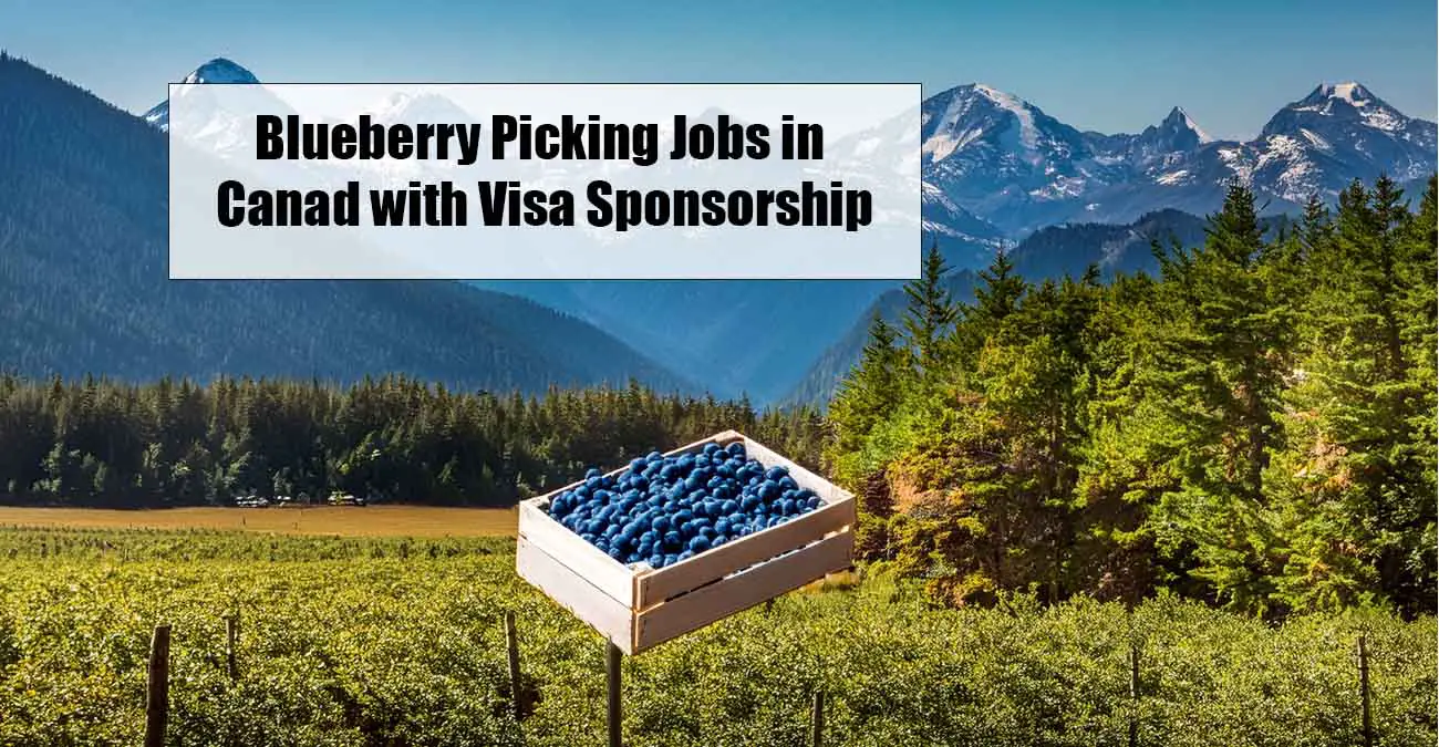 Blueberry Picking Jobs in Canada with Visa Sponsorship