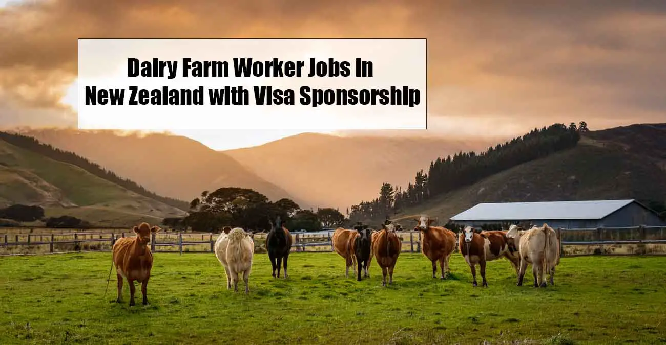 Dairy Farm Worker Jobs in New Zealand 2025 with Visa Sponsorship – Apply Now