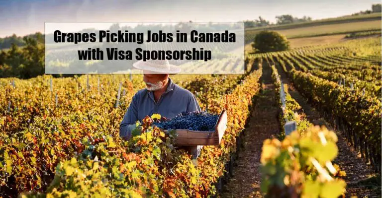 Grapes Picking Jobs in Canada with Visa Sponsorship