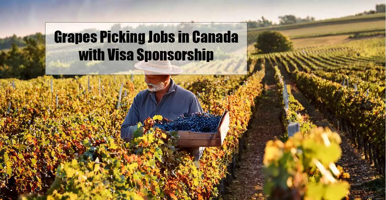 Grapes Picking Jobs in Canada with Visa Sponsorship