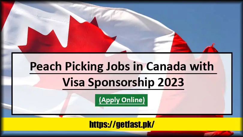 Peach Picking Jobs in Canada with Visa Sponsorship 2023 (Apply Online)