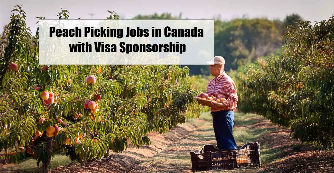 Peach Picking Jobs in Canada 2025 with Visa Sponsorship