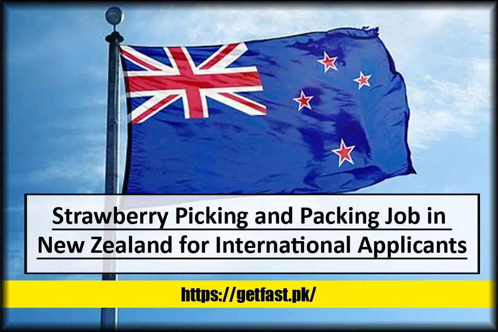 Strawberry Picking and Packing Job in New Zealand for International Applicants (Apply Online)