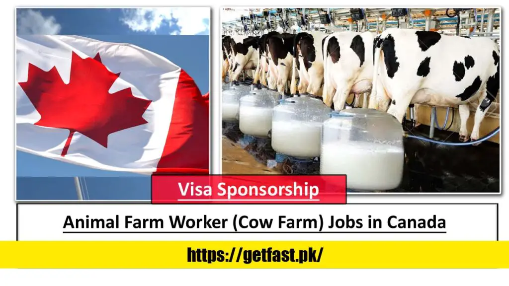 Animal Farm Worker (Cow Farm) Jobs in Canada