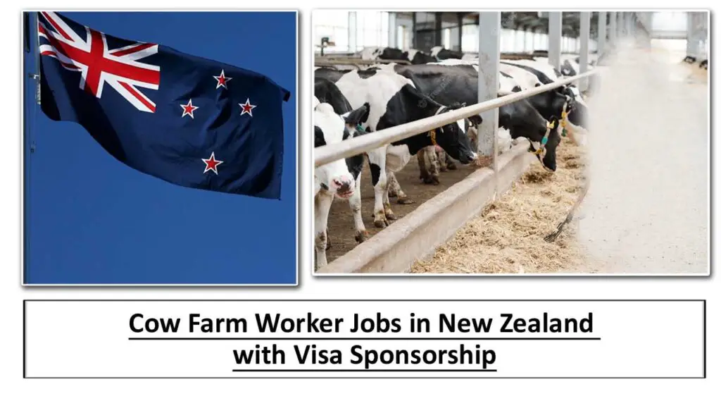 Cow Farm Worker Jobs in New Zealand with Visa Sponsorship