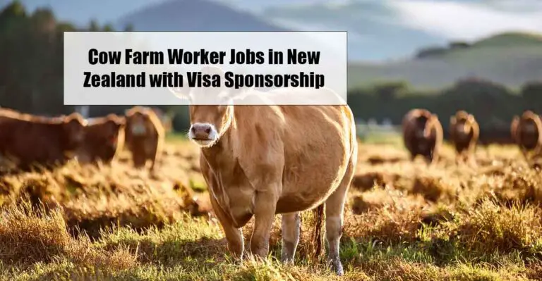 Cow Farm Worker Jobs in New Zealand with Visa Sponsorship