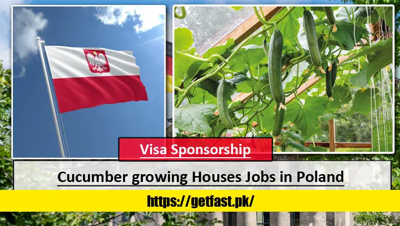 Cucumber growing Houses Jobs in Poland with Visa Sponsorship