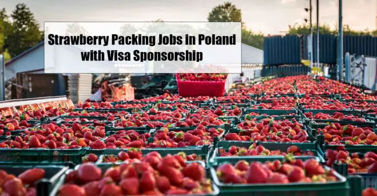 Strawberry Packing Jobs in Poland with Visa Sponsorship (Free Accommodation & Cheap Food)