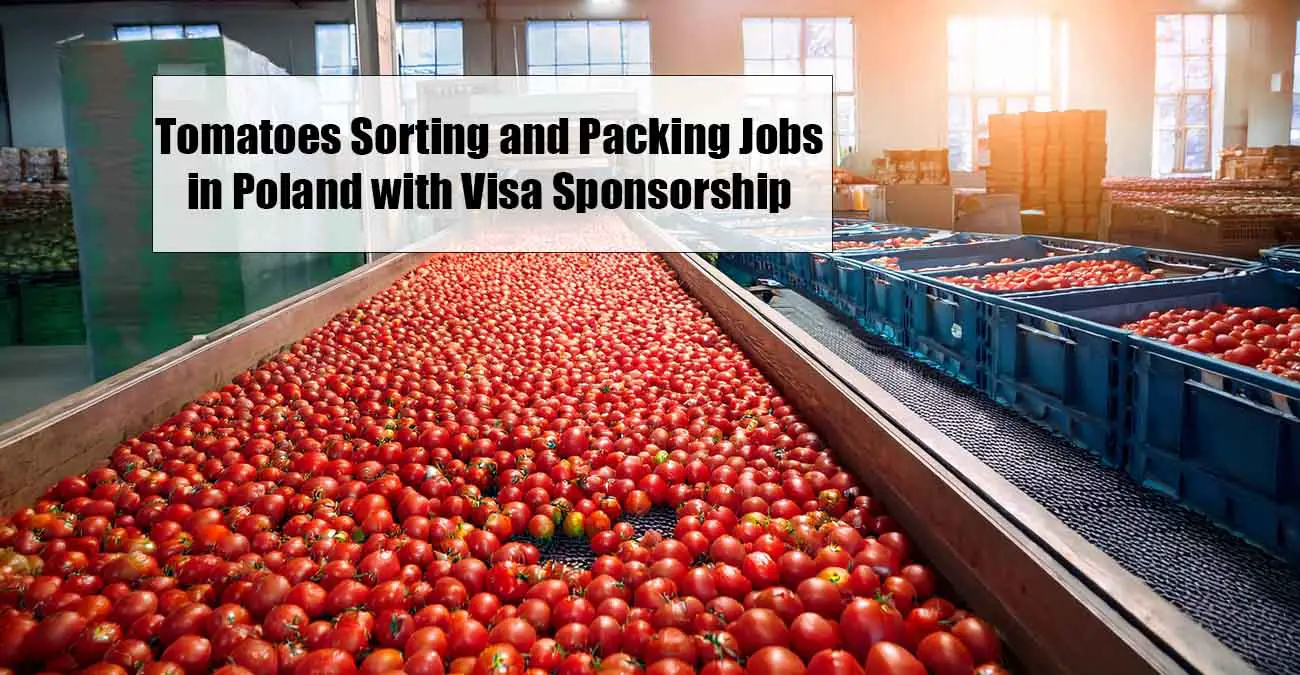 Tomatoes Sorting and Packing Jobs in Poland with Visa Sponsorship and Free Accommodation