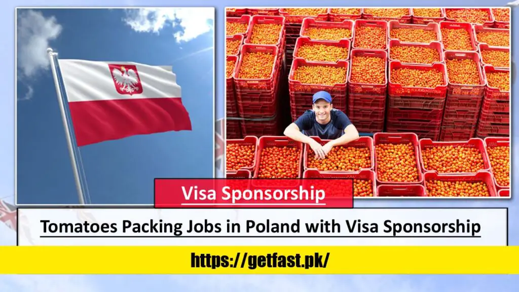 Tomatoes Sorting and Packing Jobs in Poland with Visa Sponsorship