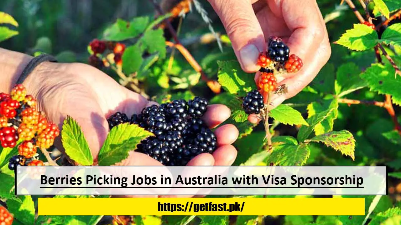 Berries Picking Jobs in Australia with Visa Sponsorship