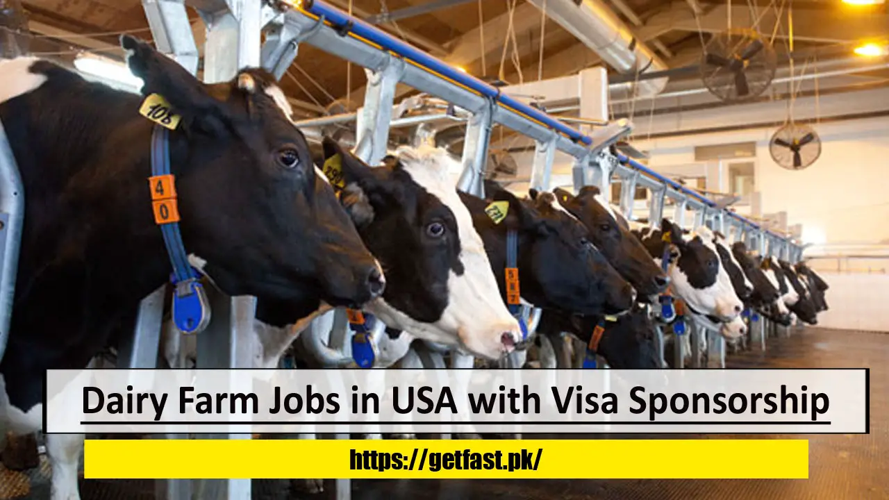 Dairy Farm Jobs in USA with Visa Sponsorship and Free Housing- Apply Now