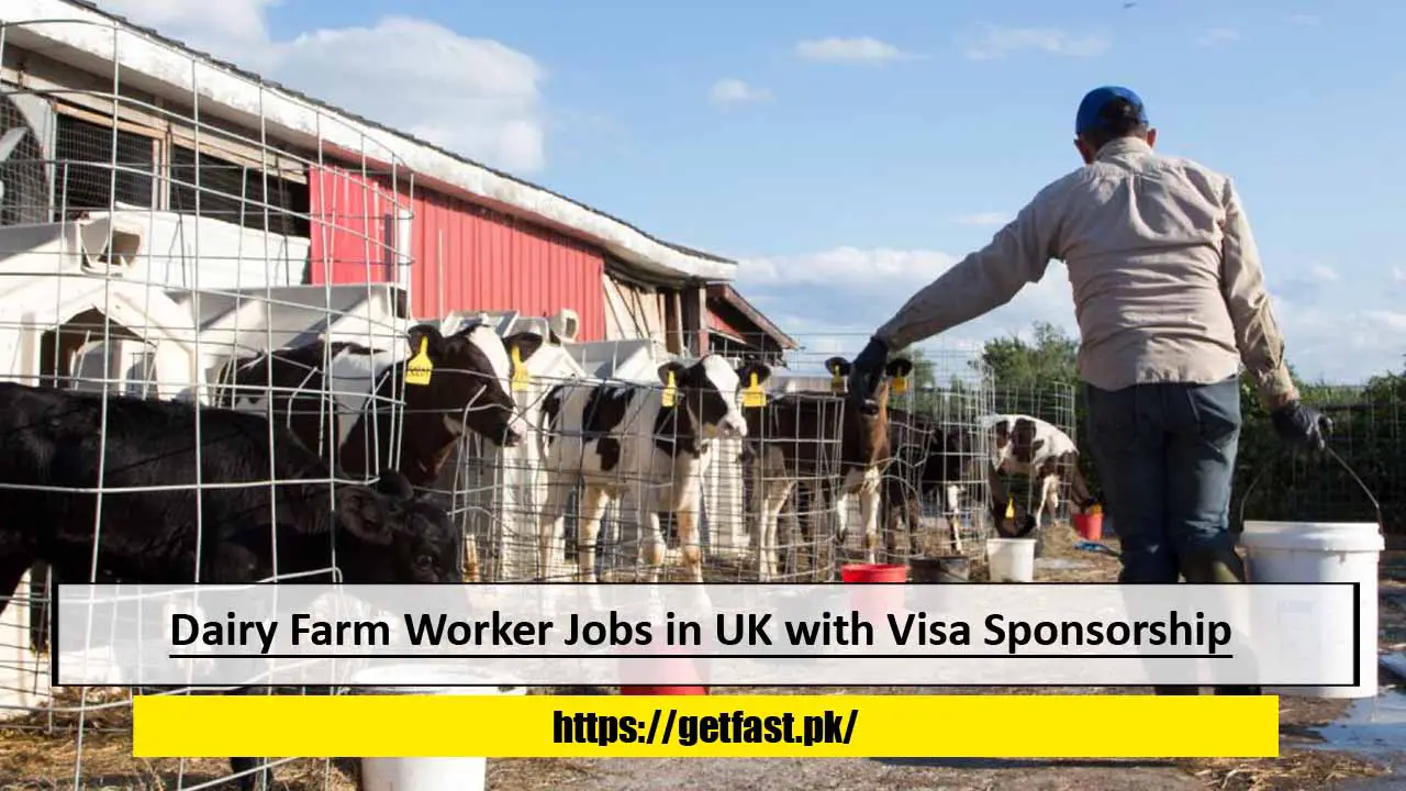 Dairy Farm Worker Jobs in UK with Visa Sponsorship