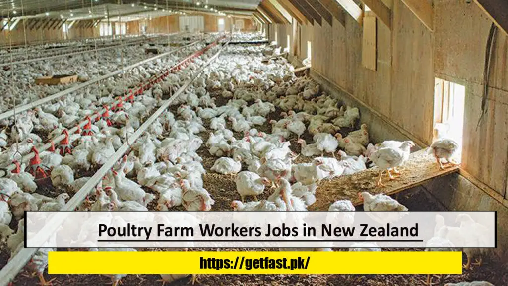 Poultry Farm Workers Jobs in New Zealand with Visa Sponsorship and Employee Benefits- Apply Now