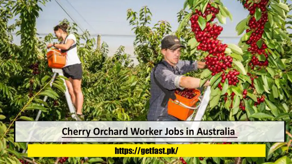 Cherry Orchard Worker Jobs in Australia