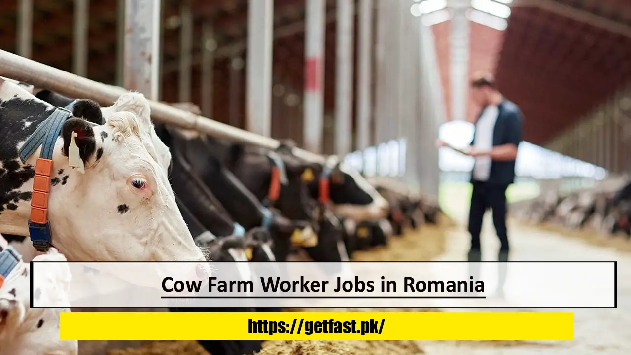 Cow Farm Worker Jobs in Romania