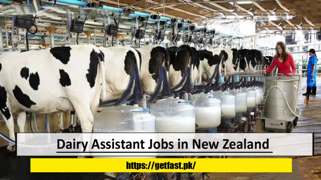 Dairy Assistant Jobs in New Zealand with Visa Sponsorship