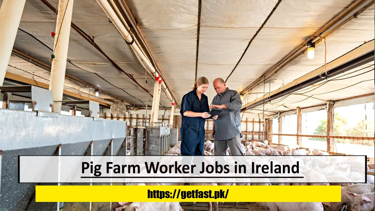 Pig Farm Worker Jobs in Ireland with Visa Sponsorship and Free Accommodation- Apply Now