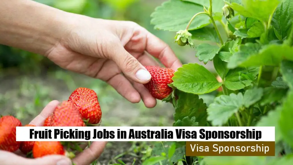Fruit Picking Jobs in Australia with Visa Sponsorship