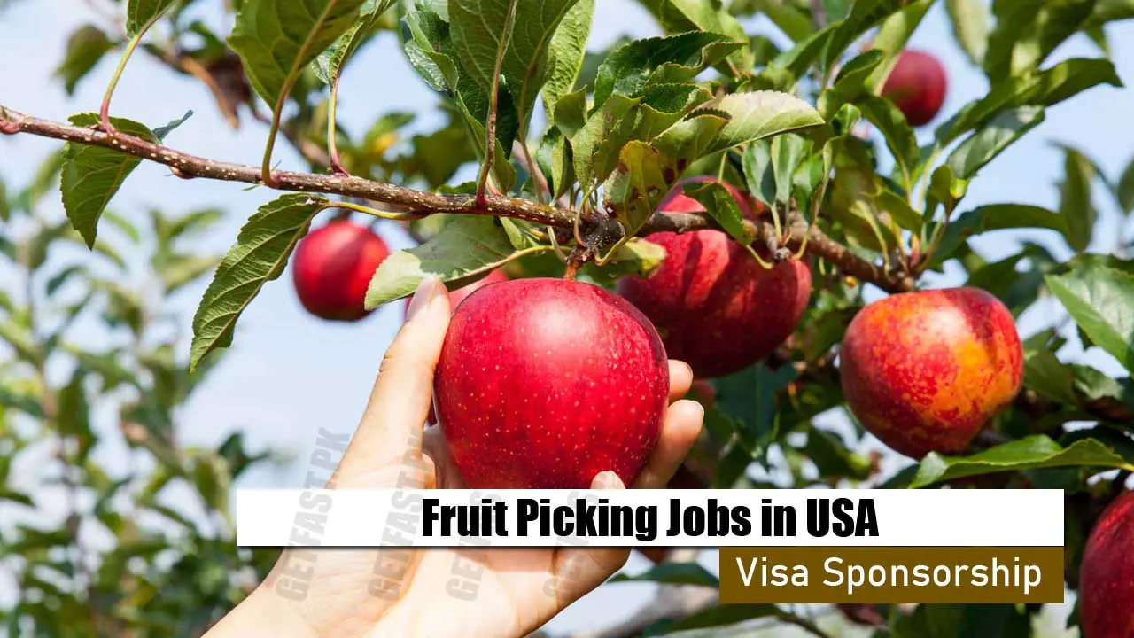 Fruit Picking Jobs in USA