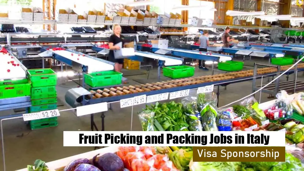 Fruit Picking and Packing Jobs in Italy with Visa Sponsorship 2024