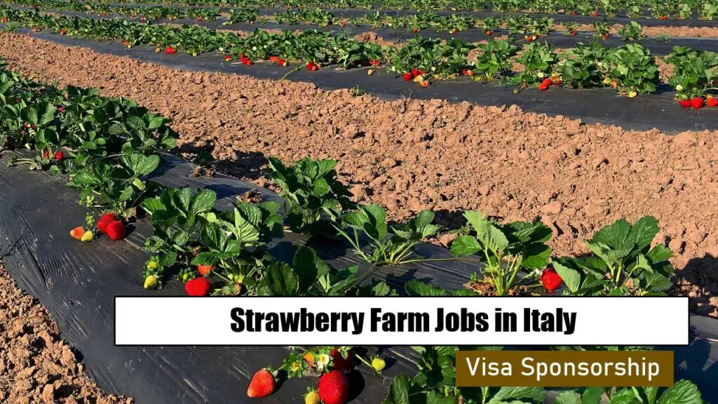 Strawberry Farm Jobs in Italy with Visa Sponsorship