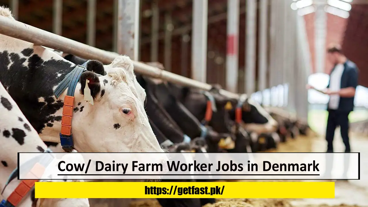 Cow/ Dairy Farm Worker Jobs in Denmark