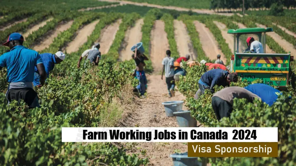 Farm Working Jobs in Canada with Visa Sponsorship 2024