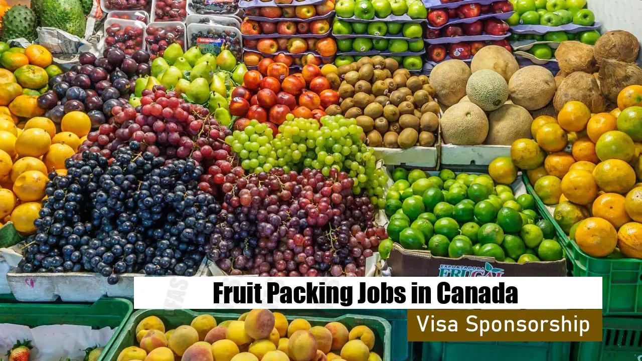 Fruit Packing Jobs in Canada With Visa Sponsorship