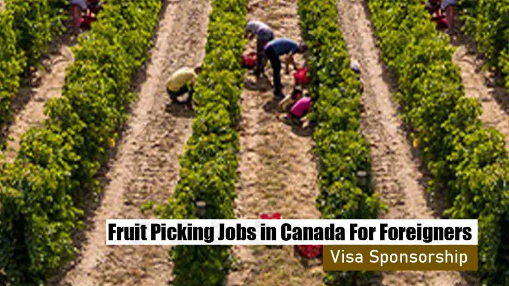 Fruit Picking Jobs in Canada For Foreigners (Visa Sponsorship)