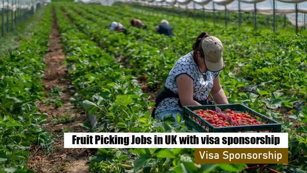 Fruit Picking Jobs in UK with Visa Sponsorship 2024