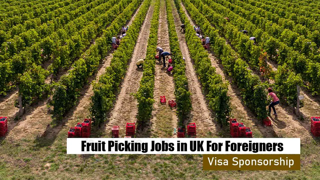 Fruit Picking Jobs in UK For Foreigners With Visa Sponsorship