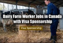 Dairy Farm Worker Jobs in Canada with Visa Sponsorship
