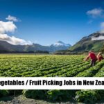 Fruit Picking Jobs in New Zealand