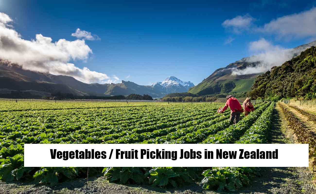 Fruit Picking Jobs in New Zealand