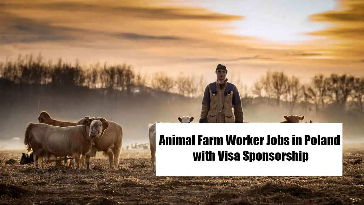 Animal Farm Worker Jobs in Poland with Visa Sponsorship