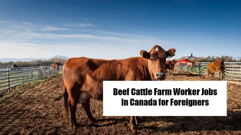 Beef Cattle Farm Worker Jobs in Canada for Foreigners