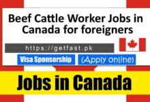 Beef Cattle Worker Jobs in Canada for Foreigners 2024