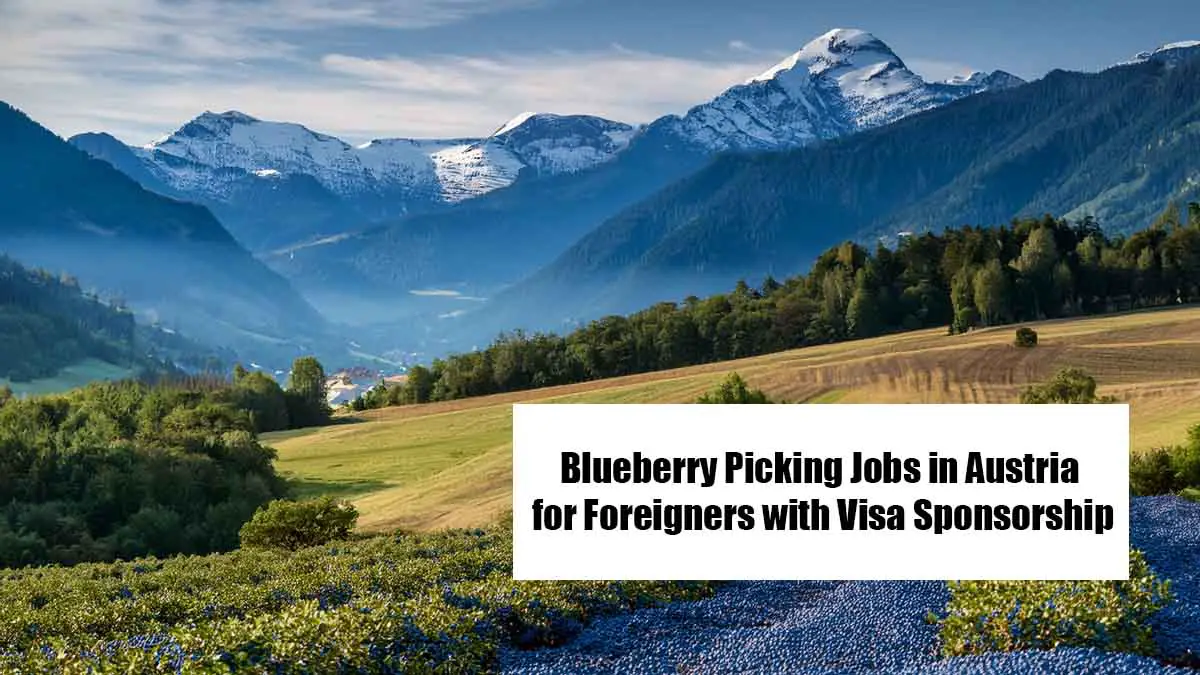 Blueberry Picking Jobs in Austria for Foreigners with Visa Sponsorship