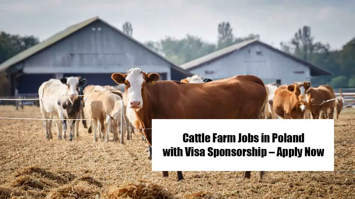 Cattle Farm Jobs in Poland with Visa Sponsorship