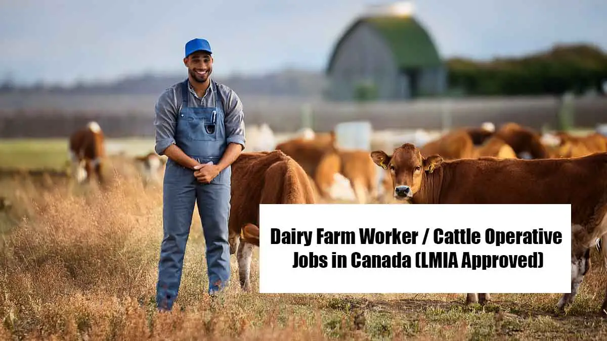 Dairy Farm Worker / Cattle Operative Jobs in Canada