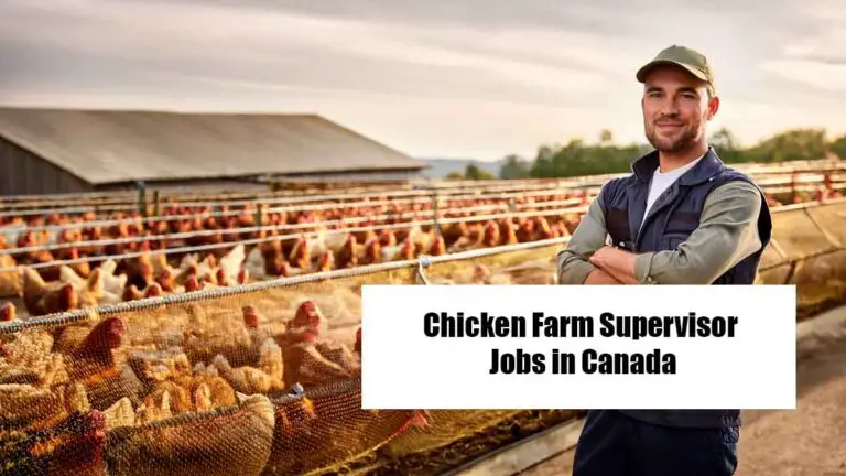 Chicken Farm Supervisor Jobs in Canada