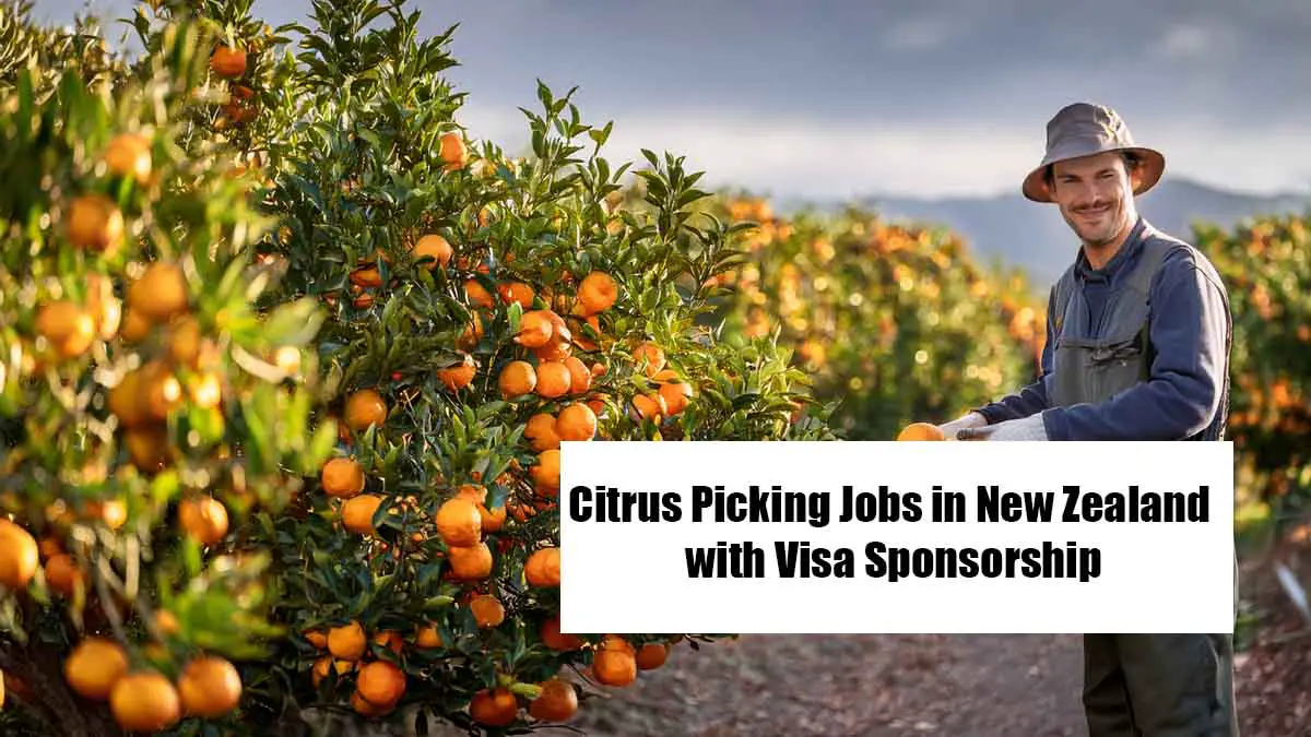 Citrus Picking Jobs in New Zealand with Visa Sponsorship