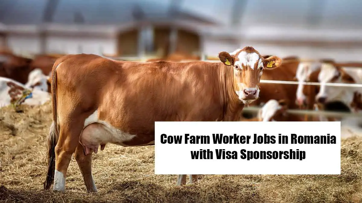 Cow Farm Worker Jobs in Romania with Visa Sponsorship