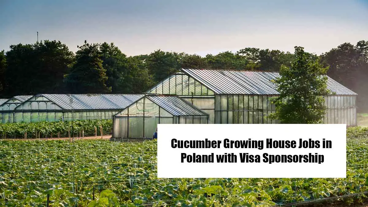 Cucumber Growing House Jobs in Poland with Visa Sponsorship